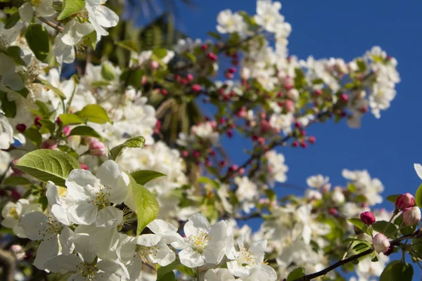 A flor de maçã branca — Fotografia de Stock