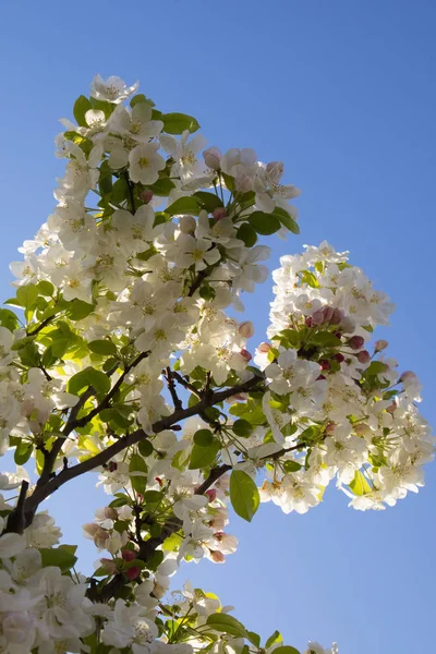 De witte appel bloesem — Stockfoto