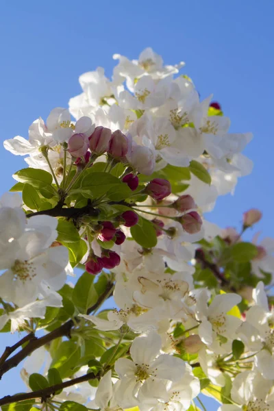 Beyaz elma çiçeği — Stok fotoğraf