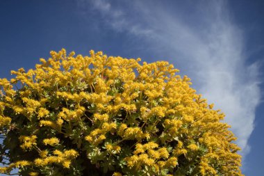 Sedum Palmeri'nin çiçeği