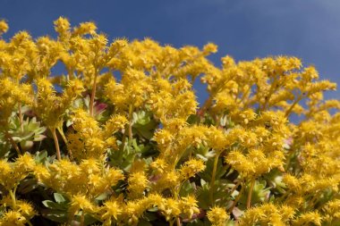 Sedum Palmeri'nin çiçeği