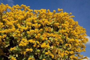 Sedum Palmeri'nin çiçeği