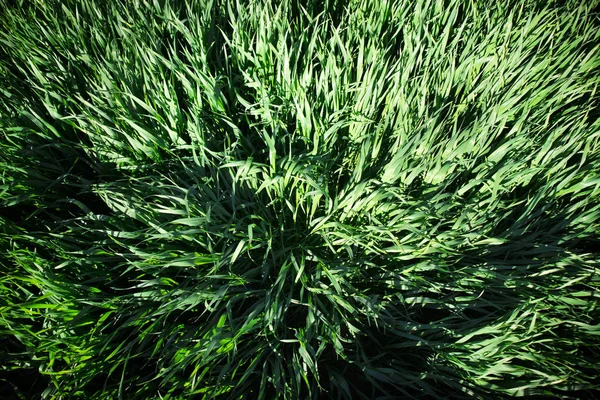 Efeito do vento no trigo — Fotografia de Stock