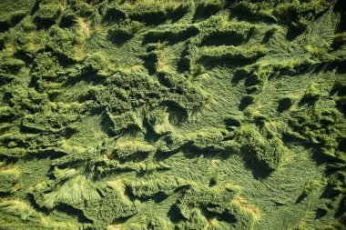 Buğdayda rüzgar hasarı