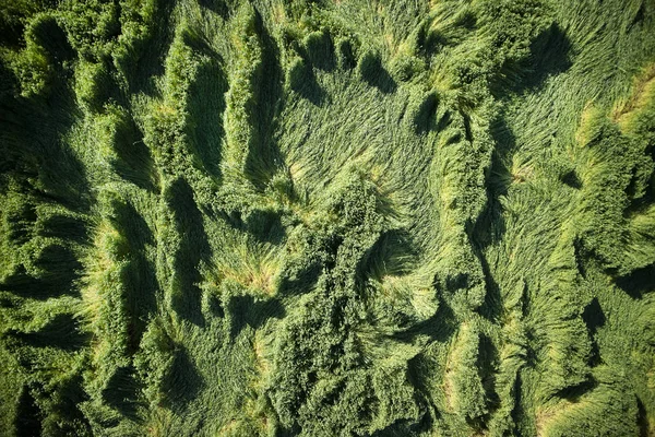 Danos causados pelo vento no trigo — Fotografia de Stock Grátis