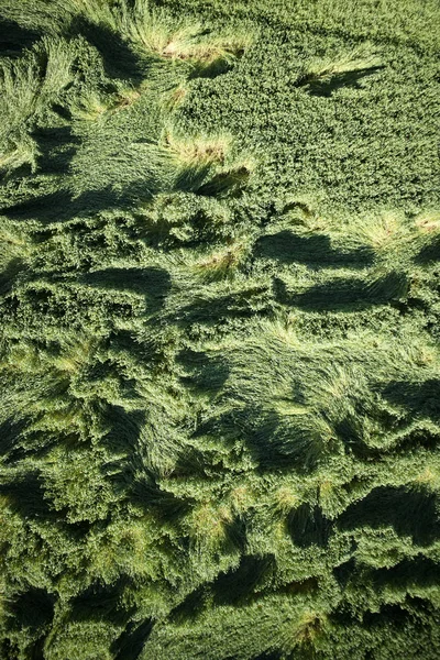 Wind damage on wheat — Stock Photo, Image