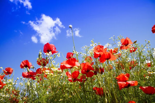 Poppy and chamomile — Stock Photo, Image