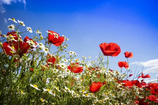 Poppy and chamomile — Stock Photo, Image