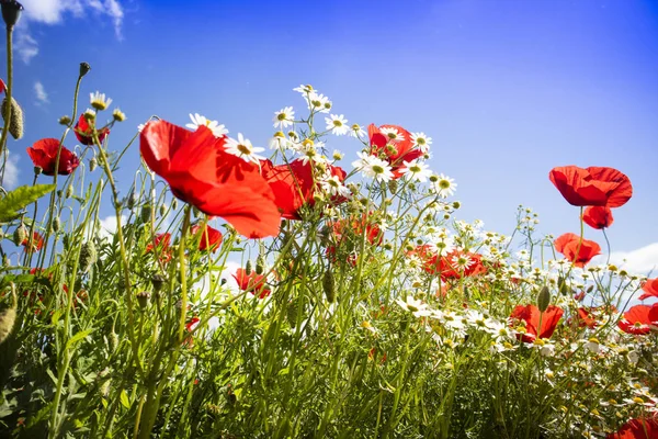 Poppy and chamomile — Stock Photo, Image