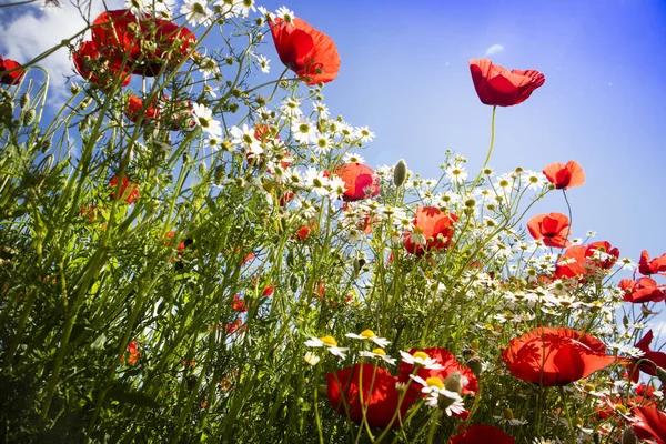 Poppy and chamomile — Stock Photo, Image