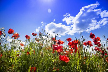 Kırmızı gelincikler tarlası