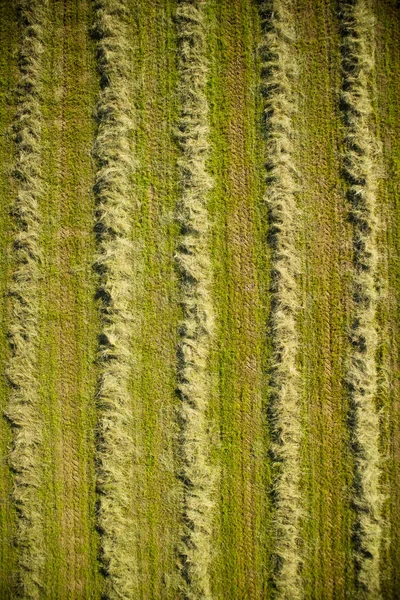 Droog het hooi in het open veld — Stockfoto