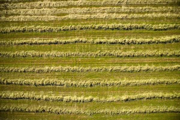 Высушить сено в открытом поле — стоковое фото