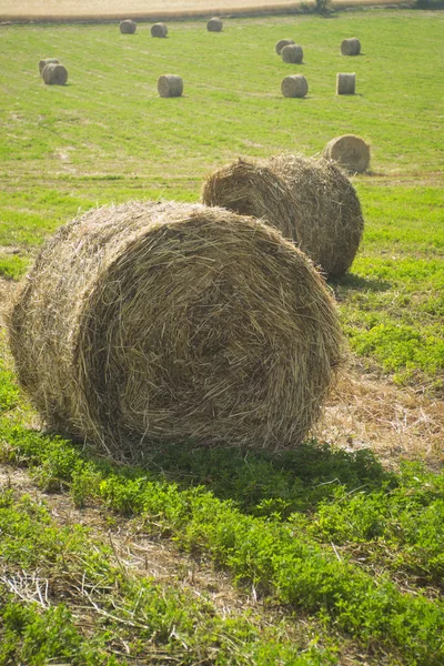 Raccolta del fieno in Toscana — Foto Stock