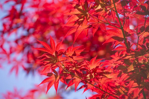 Le foglie di acero rosso — Foto Stock
