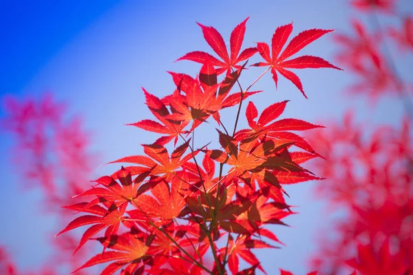 红枫的叶子 — 图库照片