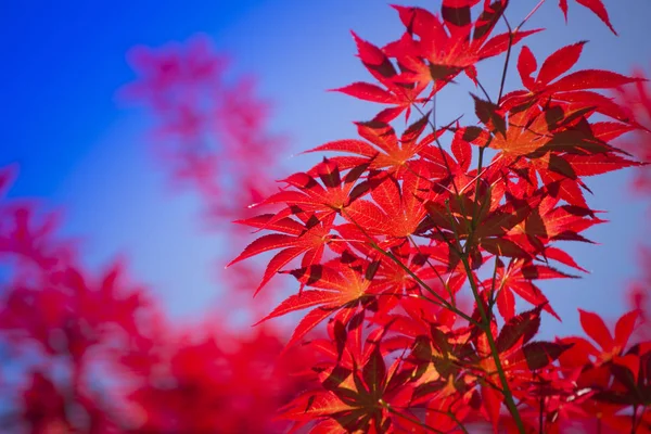 Τα φύλλα του κόκκινου σφενδάμου — Φωτογραφία Αρχείου