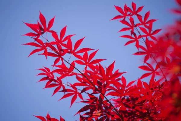 The leaves of red maple