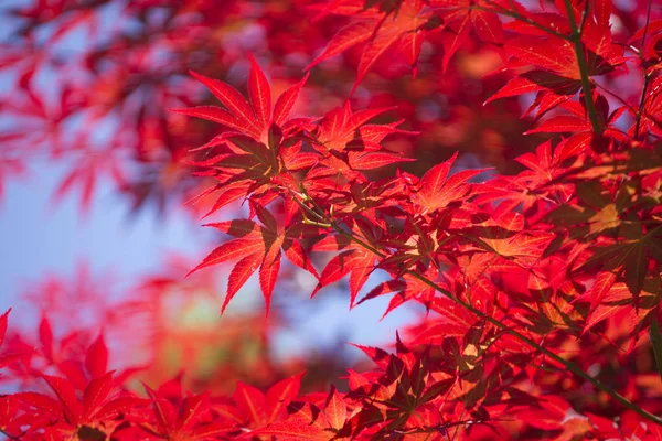 Τα φύλλα του κόκκινου σφενδάμου — Φωτογραφία Αρχείου