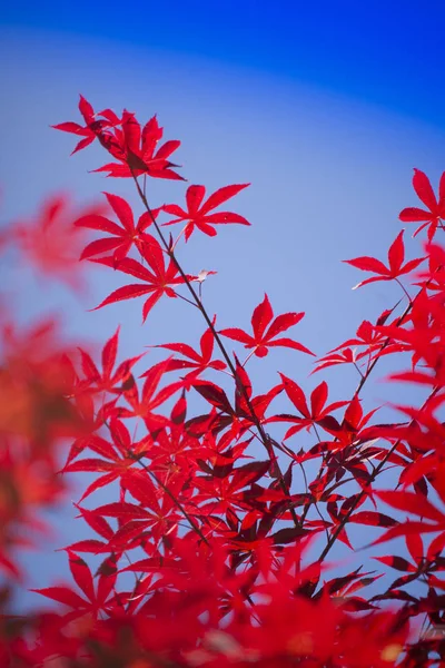 As folhas de bordo vermelho — Fotografia de Stock