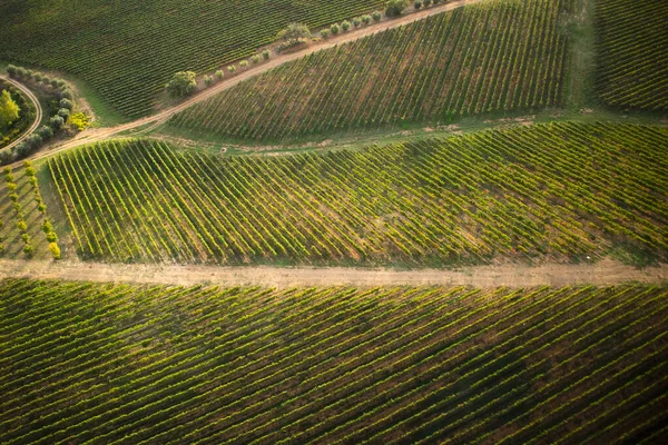 Toscana o cultivo de uvas — Fotos gratuitas