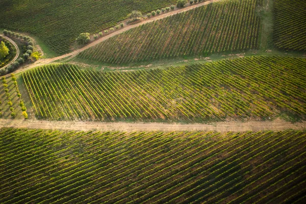Toszkána a szőlőtermesztés Stock Kép