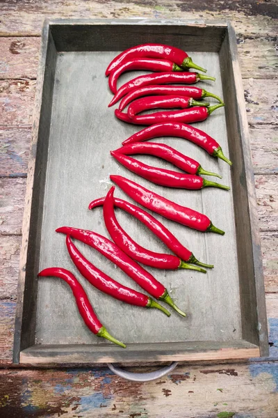 Peperoncino rosso piccante — Foto Stock