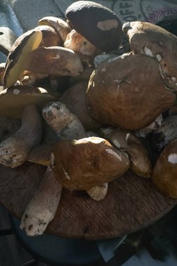 Taze porcini mantarları, taze toplanmış, sade ahşap bir kesim tahtasına dizilmiş, doğal ışık renkleri ve dokuları aydınlatıyor..
