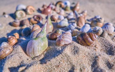 Farklı kabukları bir plaj kum üzerinde yatıyor