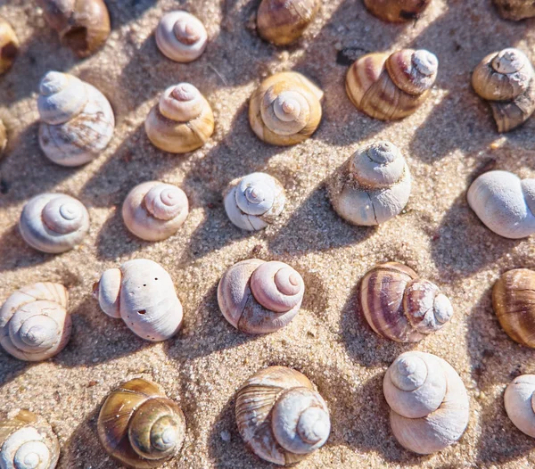 Bright Summer Background Nature Pattern Shells — Stock Photo, Image
