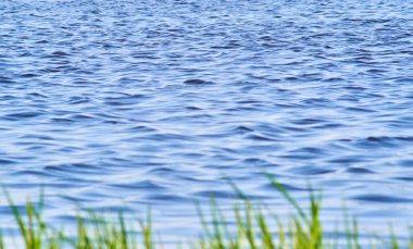 Bulanık yeşil çim siluet önünde sakin masmavi bir deniz