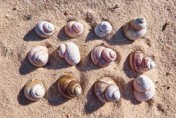 ビーチの砂と貝殻の背景 殻から夏パターン — ストック写真