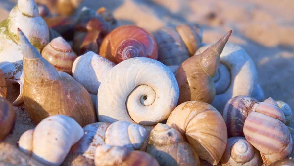 Fondo Verano Con Conchas Una Arena Playa — Foto de Stock