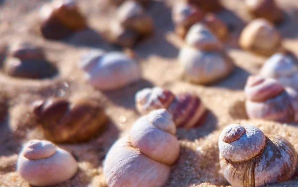 Different Shells Sand Summer Background Concept — Stock Photo, Image