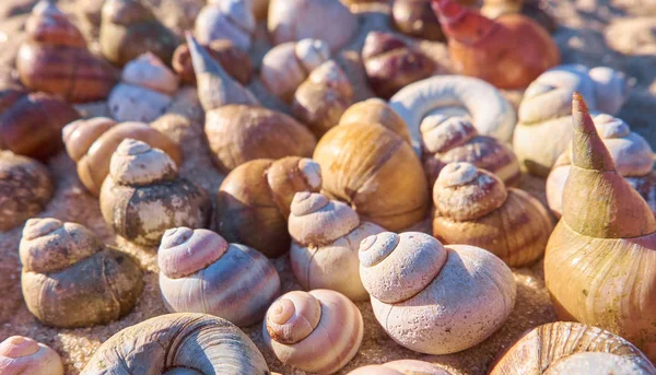 Viele Muscheln Muscheln Stapeln Sich Heller Sommerhintergrund — Stockfoto