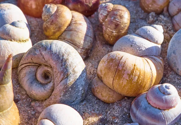 Fondo Naturaleza Con Conchas Que Yacen Una Sobre Otra — Foto de Stock