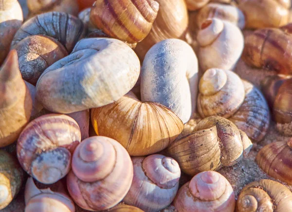 Seashells Heap Conchas Empilhadas Fundo Verão Brilhante — Fotografia de Stock