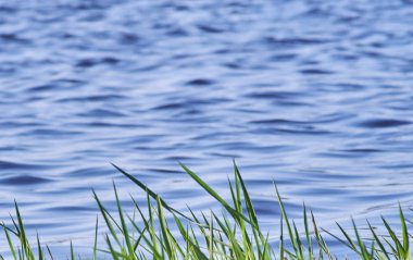 Yeşil çim önünde, bulanık bir mavi dalgalar. Doğa arka plan