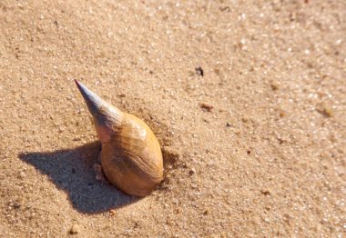 Salyangoz kabuğu bir kum üzerinde yakın çekim. Yaz arka plan