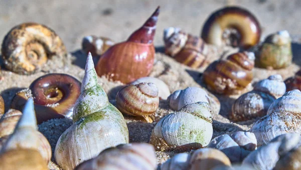 Different Seashells Lies Beach Sand — Stock Photo, Image