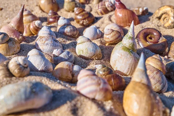 Fondo Verano Vívido Brillante Con Diferentes Conchas — Foto de Stock