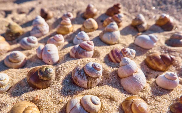 Καλοκαίρι Φόντο Κοχύλια Και Άμμο Στην Παραλία — Φωτογραφία Αρχείου