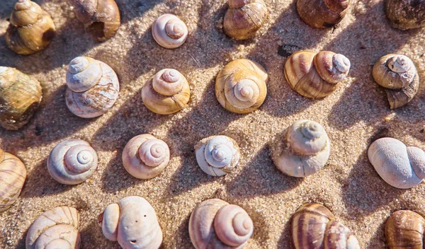 Pattern Made Seashells Nature Background Shells — Stock Photo, Image