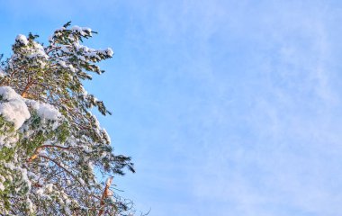 Çam ağaçları karla kaplı. Kış arka plan ile bir metin için yer