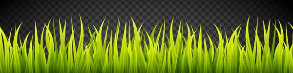 草横幅。谷类芽。春天的绿色增长。绿色草皮覆盖条纹. — 图库矢量图片