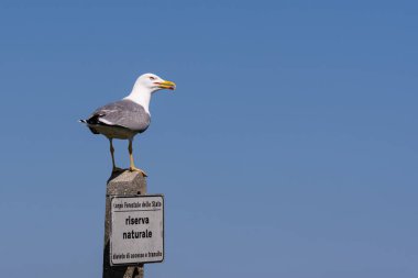 doğal bir tabela ile kutup büyük martı aittir 