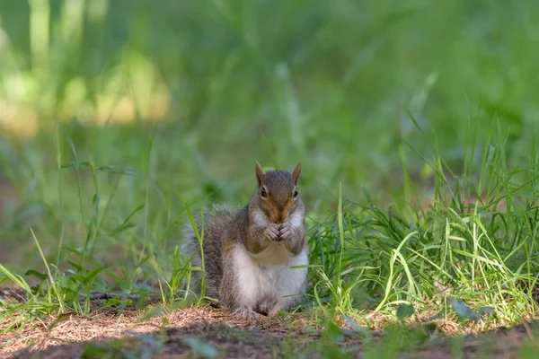 Portrait Squirrel Eating Peanut Green Meadow Horizontal Image Depicting Animal — Stock Photo, Image