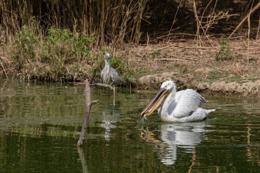 Bir Pelikan bir balık gri balıkçıl yanında bir su birikintisi, yatay görüntü yiyor.