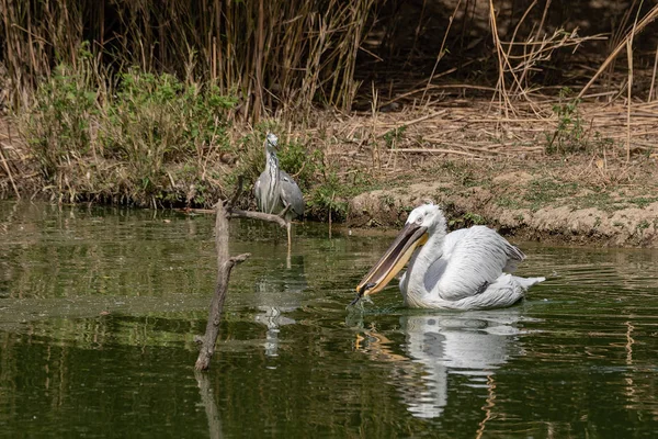 Bir Pelikan bir balık gri balıkçıl yanında bir su birikintisi, yatay görüntü yiyor.