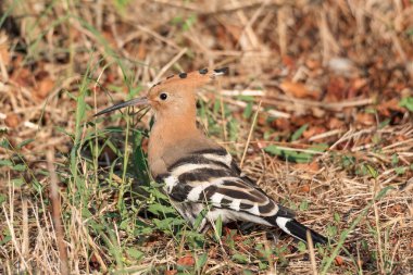 Avrasya ibibik, kahverengi-turuncu kuş portresi bir çayır çim poz verdi. Yatay görüntü (upupa)